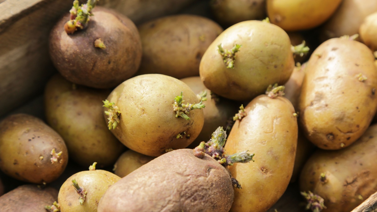 Gekiemde aardappelen: is het echt veilig om ze te eten?