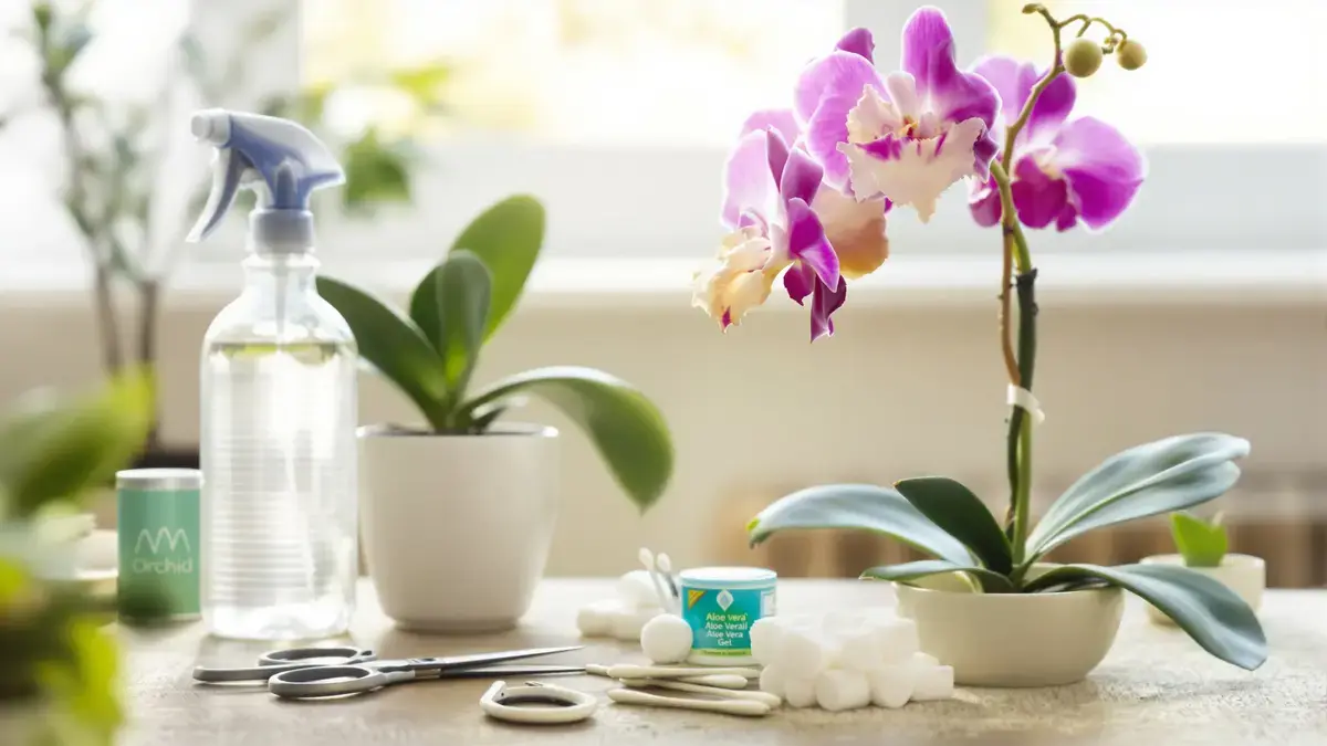 Er bestaat een verrassend eenvoudige methode om je verwelkte orchidee nieuw leven in te blazen
